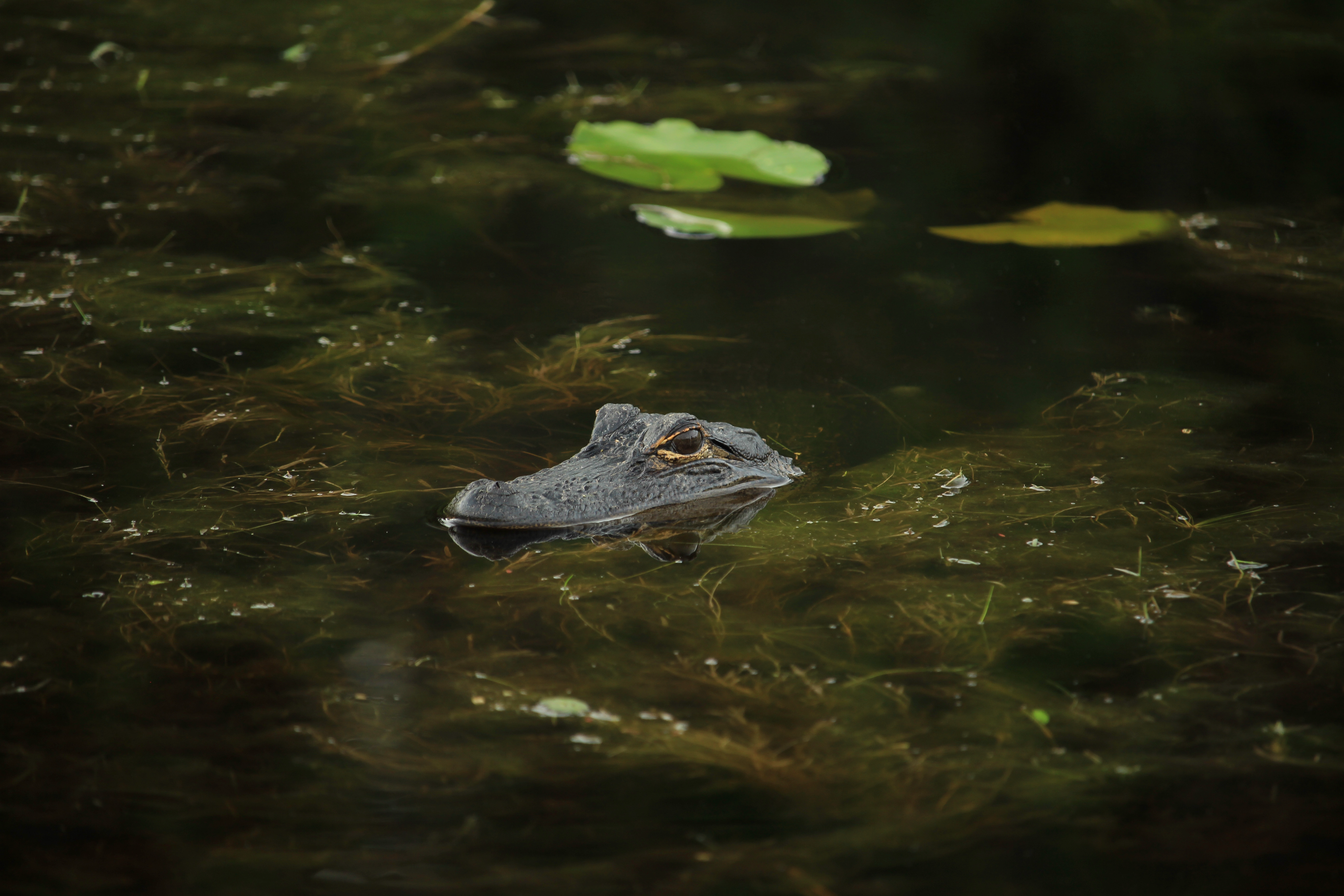 Okefenokee Swamp Alligator