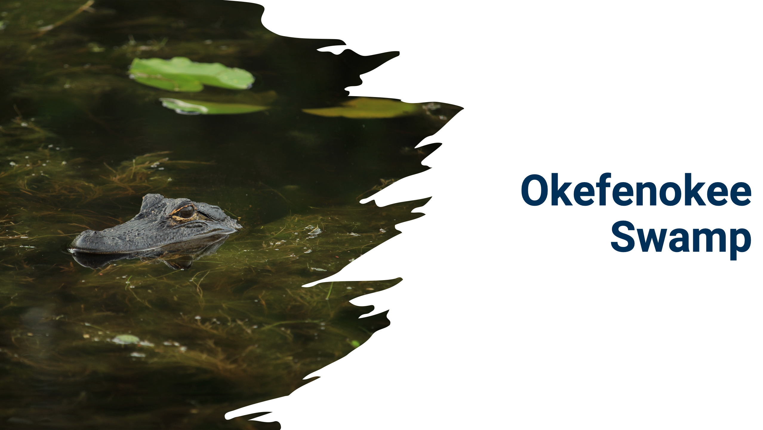 Okefenokee Swamp